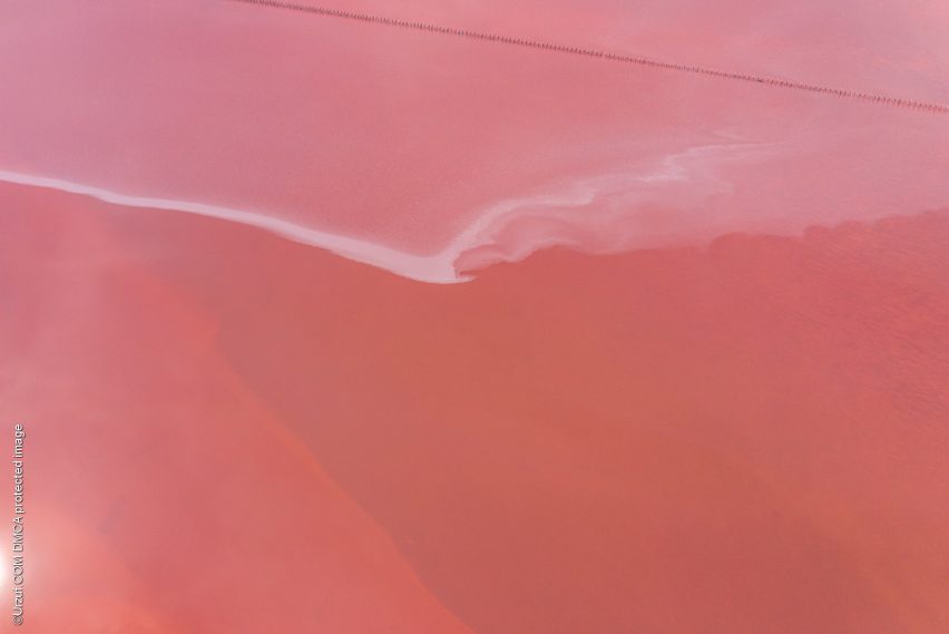 Дуналиелла салина в Розовом озере
